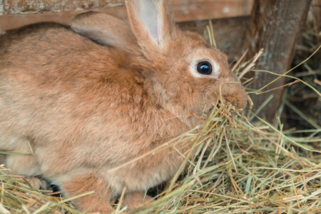 Feeding Rabbits: Making Hay for the Hutch Image